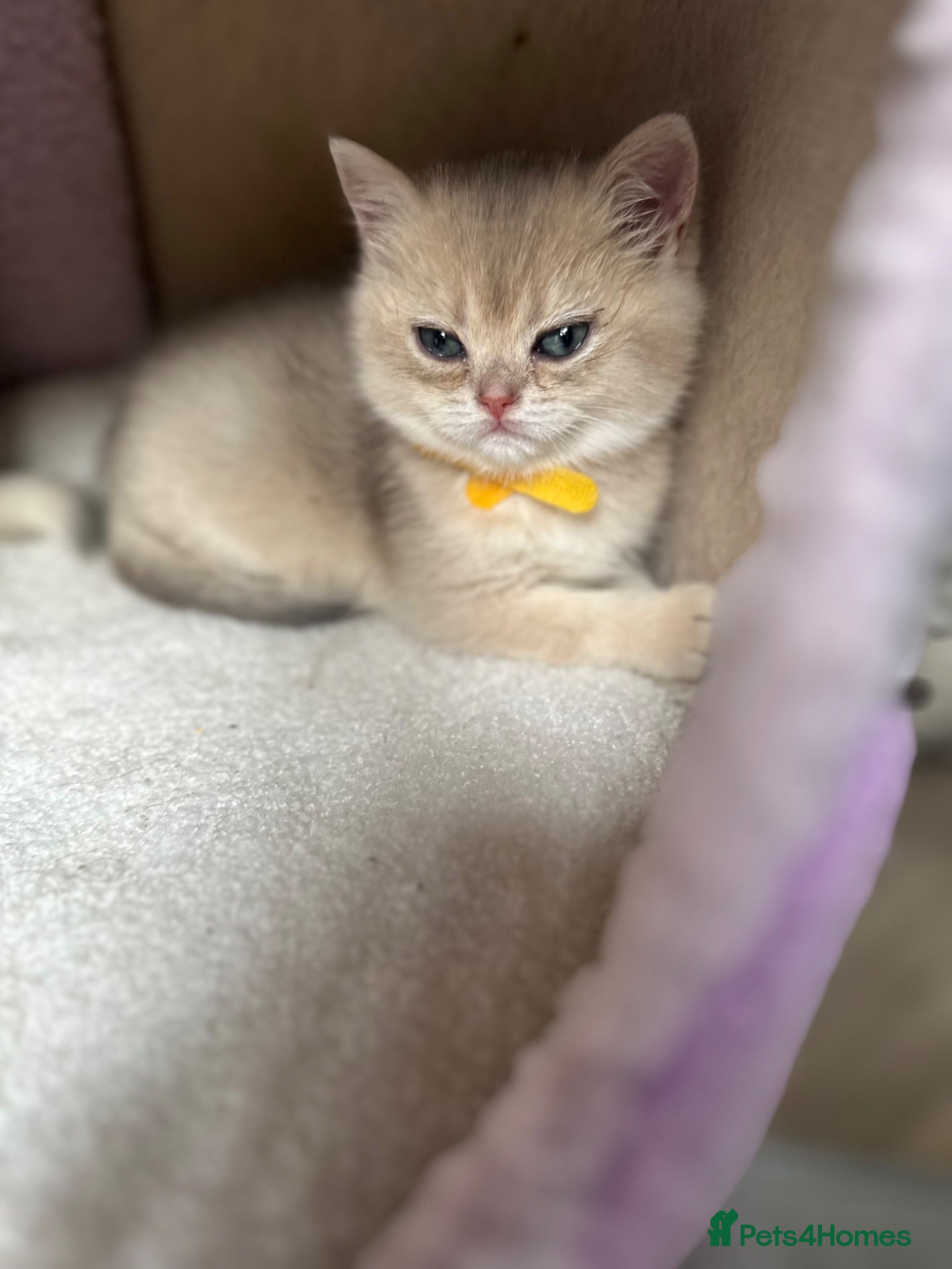 British Shorthair cats Last gorgeous girl left 😻 reduced price  - Advert 1
