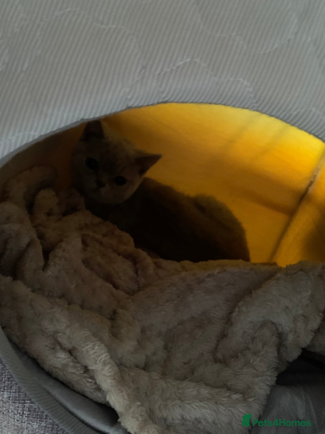 British Shorthair cats for sale: Female lilac british short hair - Image 2
