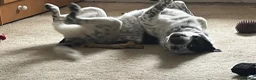 Australian Cattle Dog dogs for stud: Blue Heeler for stud in Bedford - Advert 8
