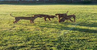 Hungarian Vizsla dogs - Advert 1