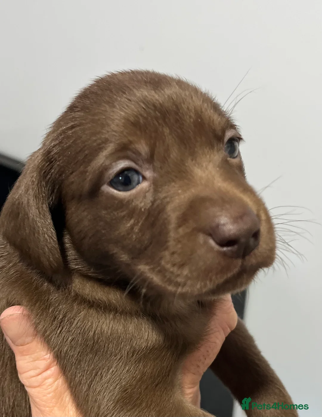 Labrador Retriever dogs for sale: Fully Health Tested KC Registered Labrador puppies - Advert 26