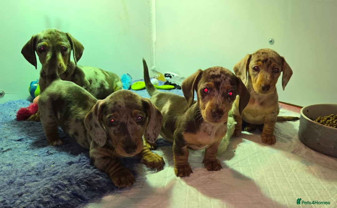 Miniature Dachshund dogs for sale: dapple pups - Image 13