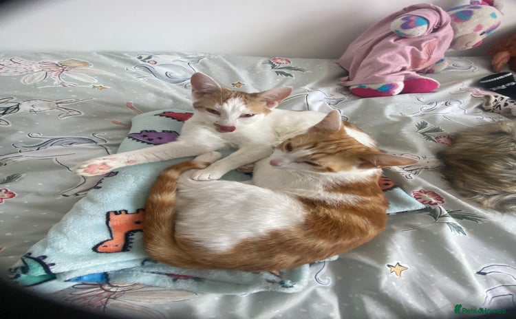Mixed Breed cats - Advert 15