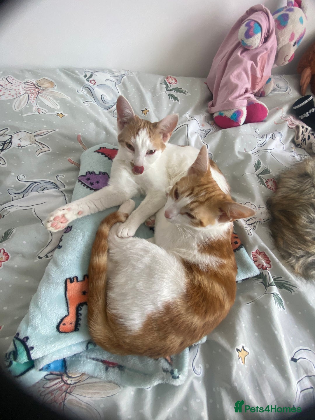 Mixed Breed cats for sale: 2 ginger and white sister cats (going together) - Image 1