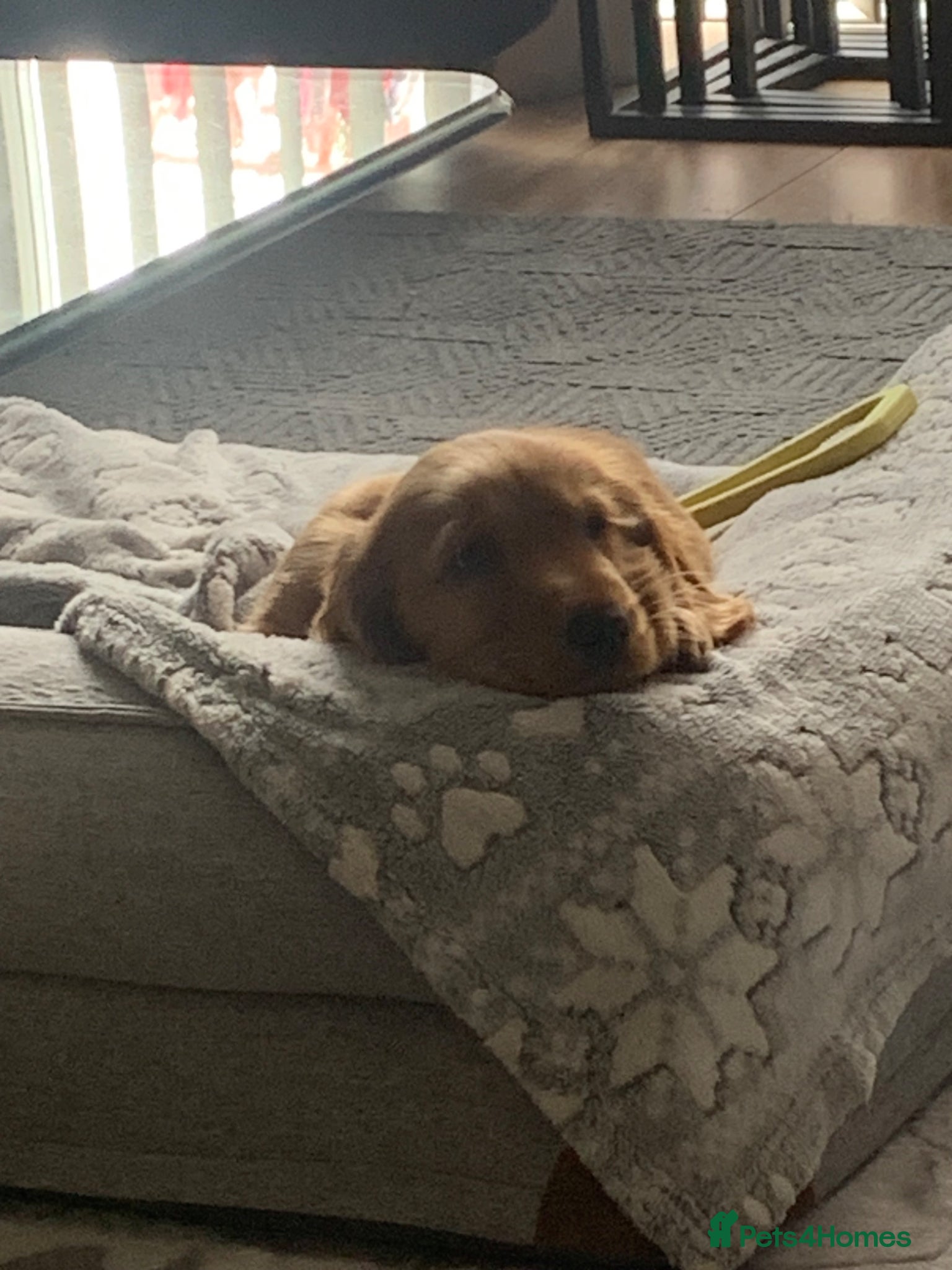 Cocker Spaniel Puppy 1
