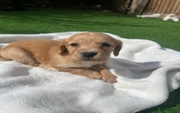 Cocker Spaniel dogs for sale: 4 LOVELY COCKER SPANIELS--10 WKS - Image 6