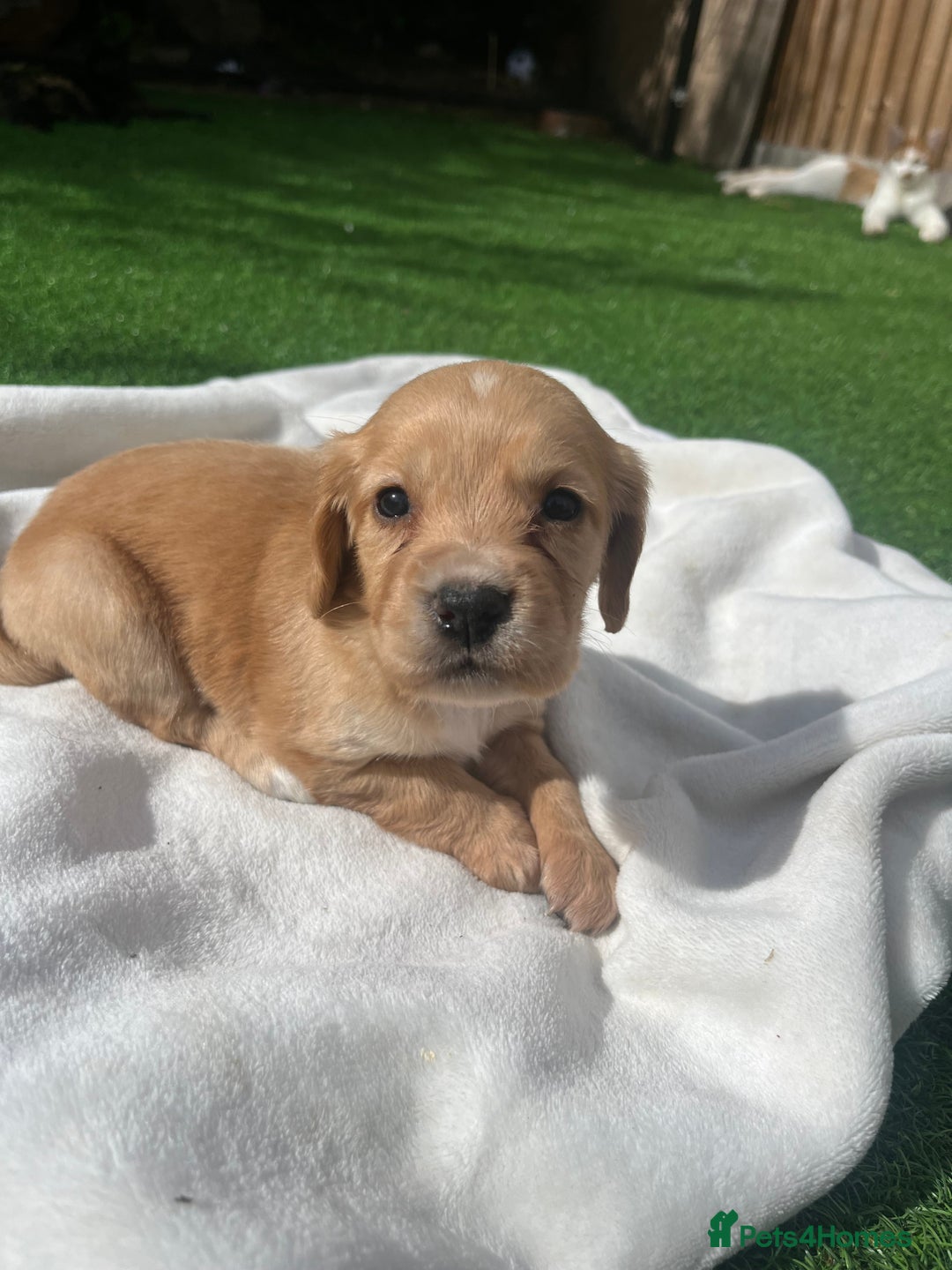 Cocker Spaniel dogs for sale: 4 LOVELY COCKER SPANIELS--10 WKS - Image 6