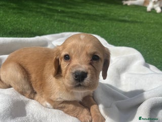 Cocker Spaniel dogs - Advert 6