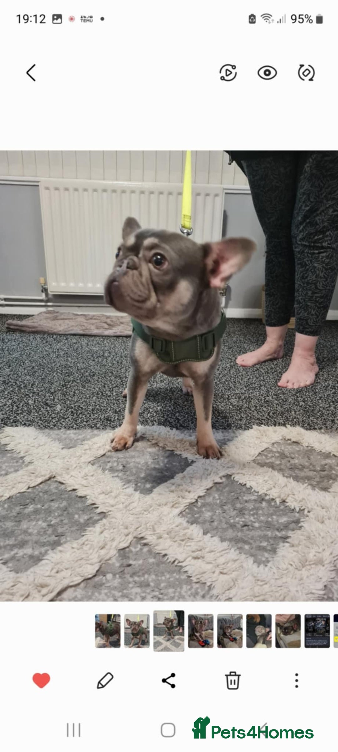 French Bulldog dogs for sale: Cass female french bulldog  - Advert 4