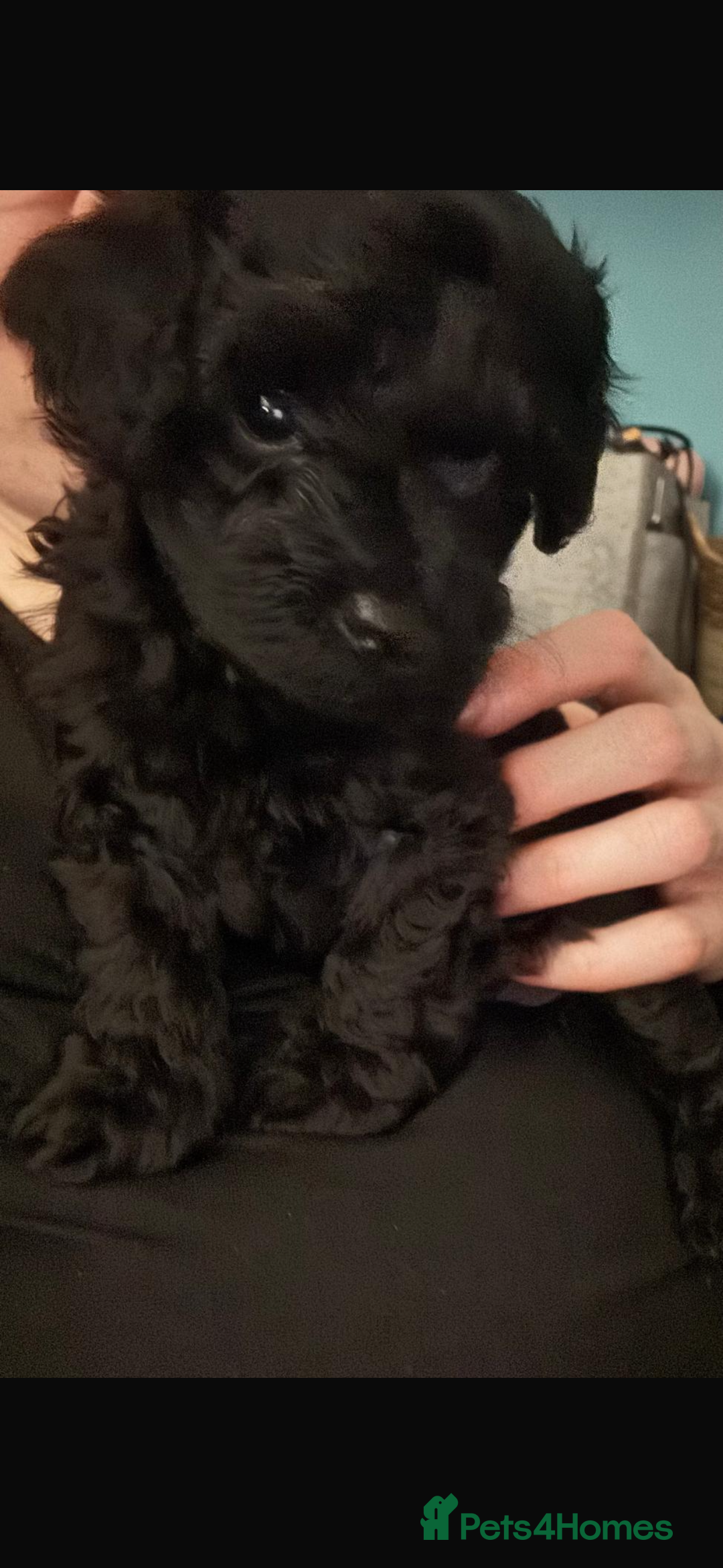 Cavapoochon dogs for sale: Toy Cavapoochons F1B - Advert 1