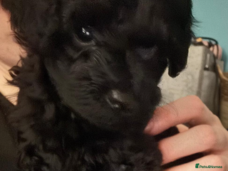 Cavapoochon dogs for sale: Toy Cavapoochons F1B - Advert 1