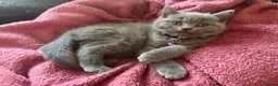 British Shorthair cats for sale: Ready to collect-GCCF British shorthair  kittens!  - Advert 16