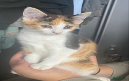 Mixed Breed cats for sale: 10 weeks old kittens ready to leave  - Image 12
