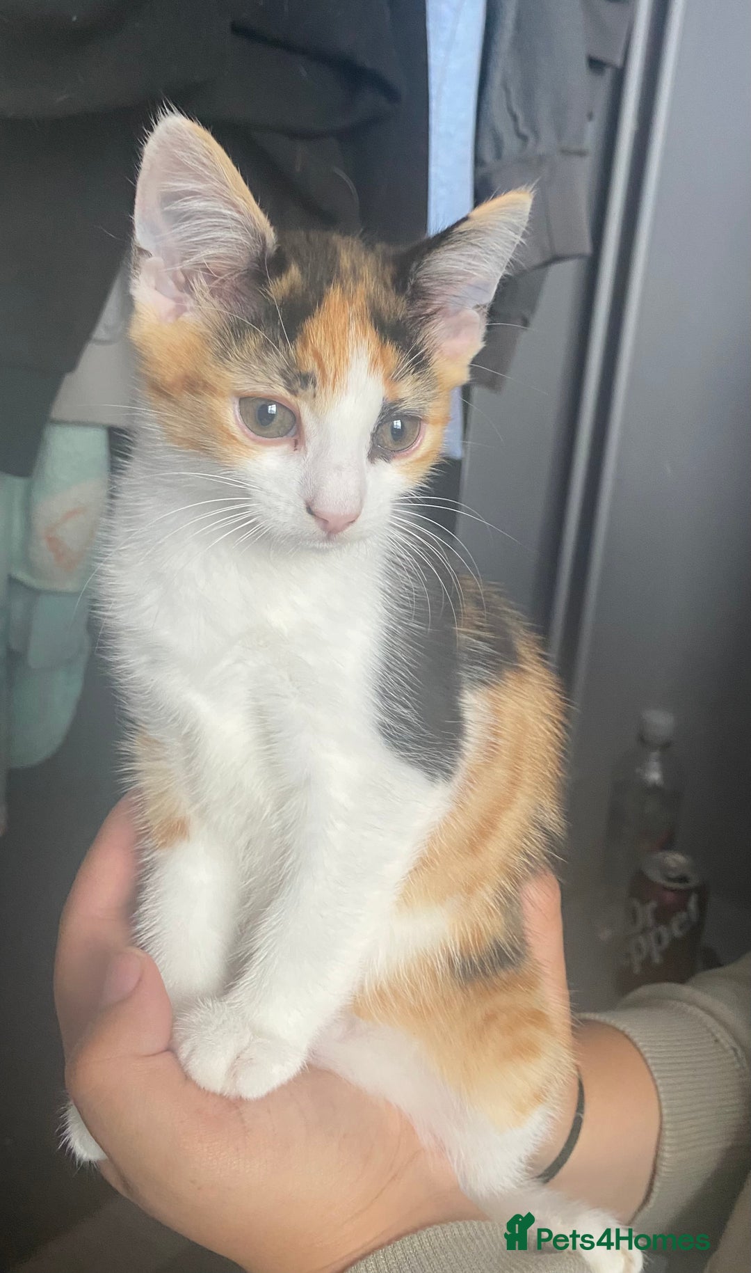 Mixed Breed cats for sale: 10 weeks old kittens ready to leave  - Image 12
