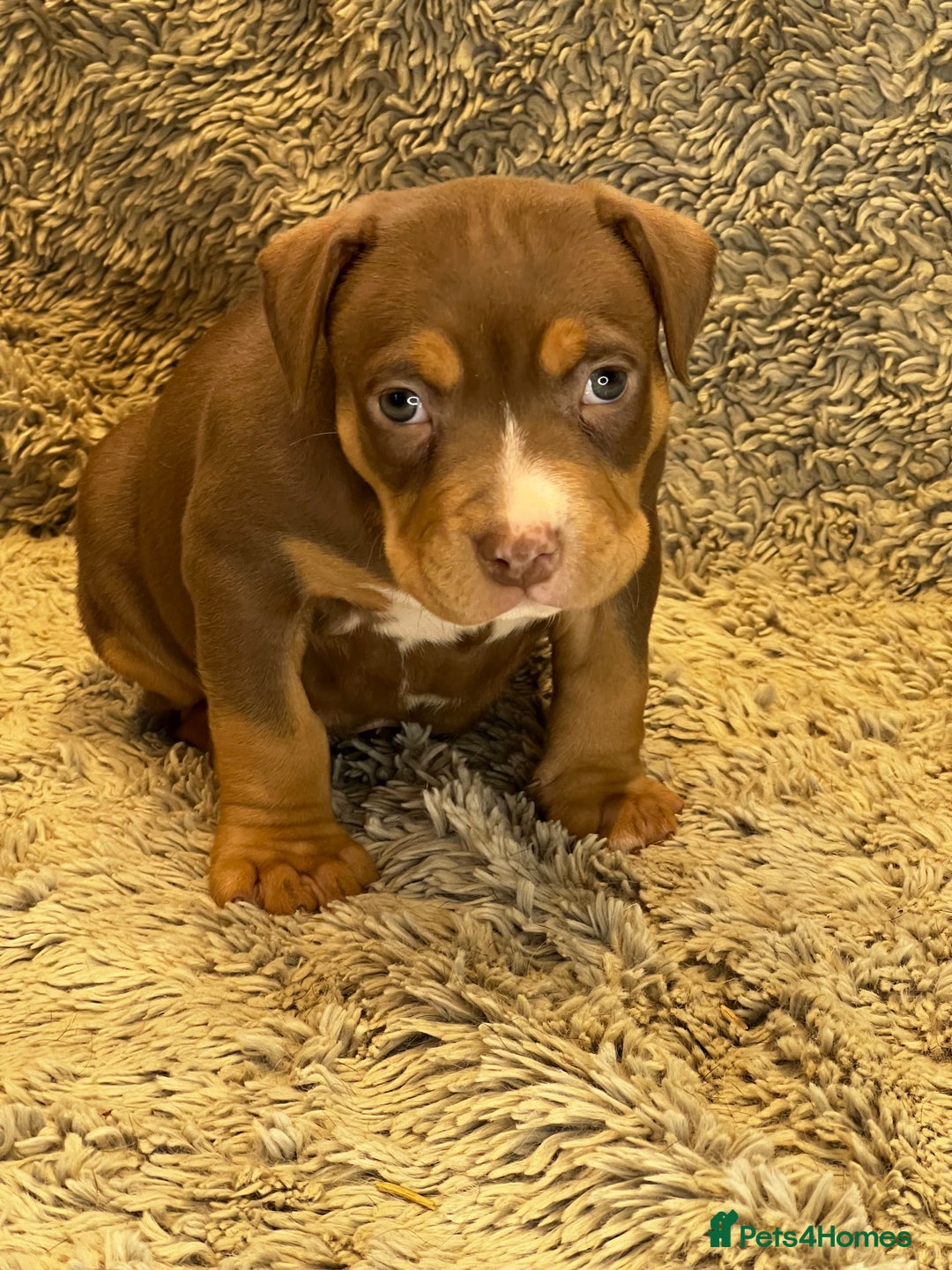 American Bully dogs for sale: 3 Quality American Pocket Bullies - Advert 4