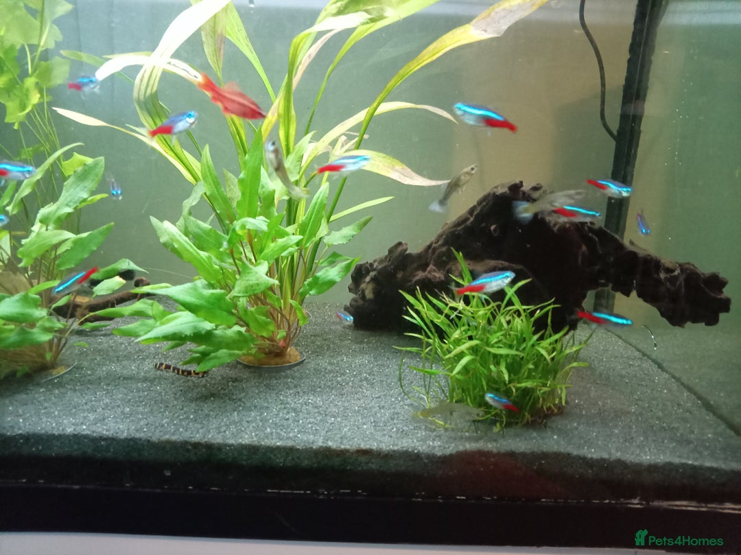 Other/Mixed Breed fish for sale: Fish tank fish and accessories - Image 5