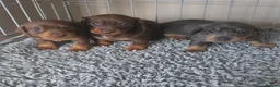 Miniature Dachshund dogs for sale: Adorable KC Registered Miniature Dachshund Puppies - Advert 17