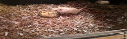 Rat rodents for sale: Rats for sale - Advert 4