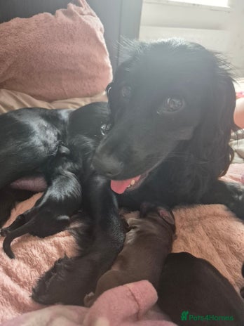 Cocker Spaniel dogs - Advert 13