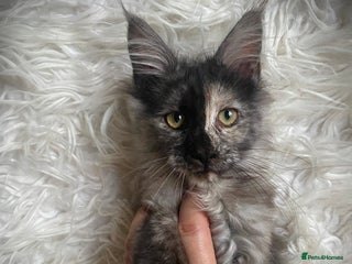 Maine Coon cats Gorgeous Tortie Smoke Female Maine Coon - Advert 7