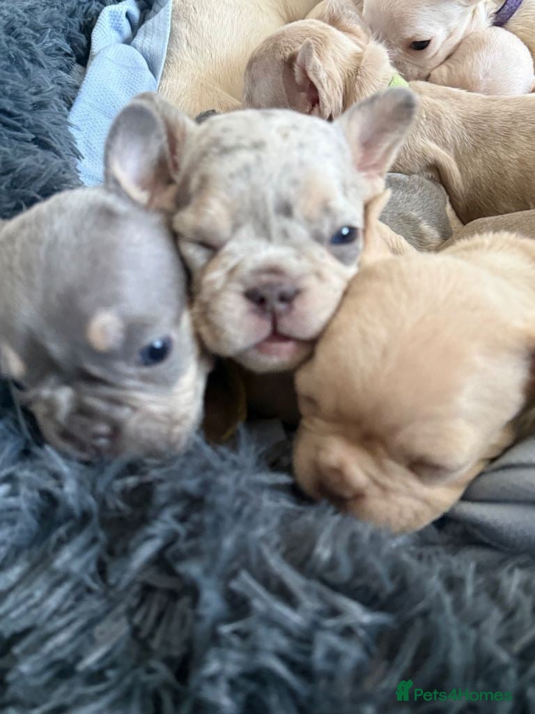 French Bulldog dogs Adorable French Bulldog Puppies - Advert 1