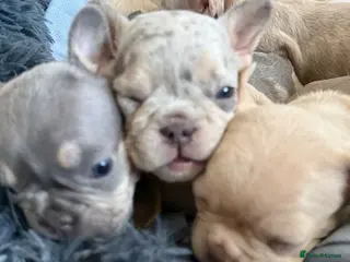 French Bulldog dogs Adorable French Bulldog Puppies - Advert 1