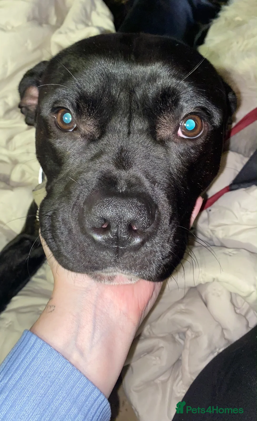 Mixed Breed dogs for sale: Lurcher x Staffy for rehoming!  - Advert 1