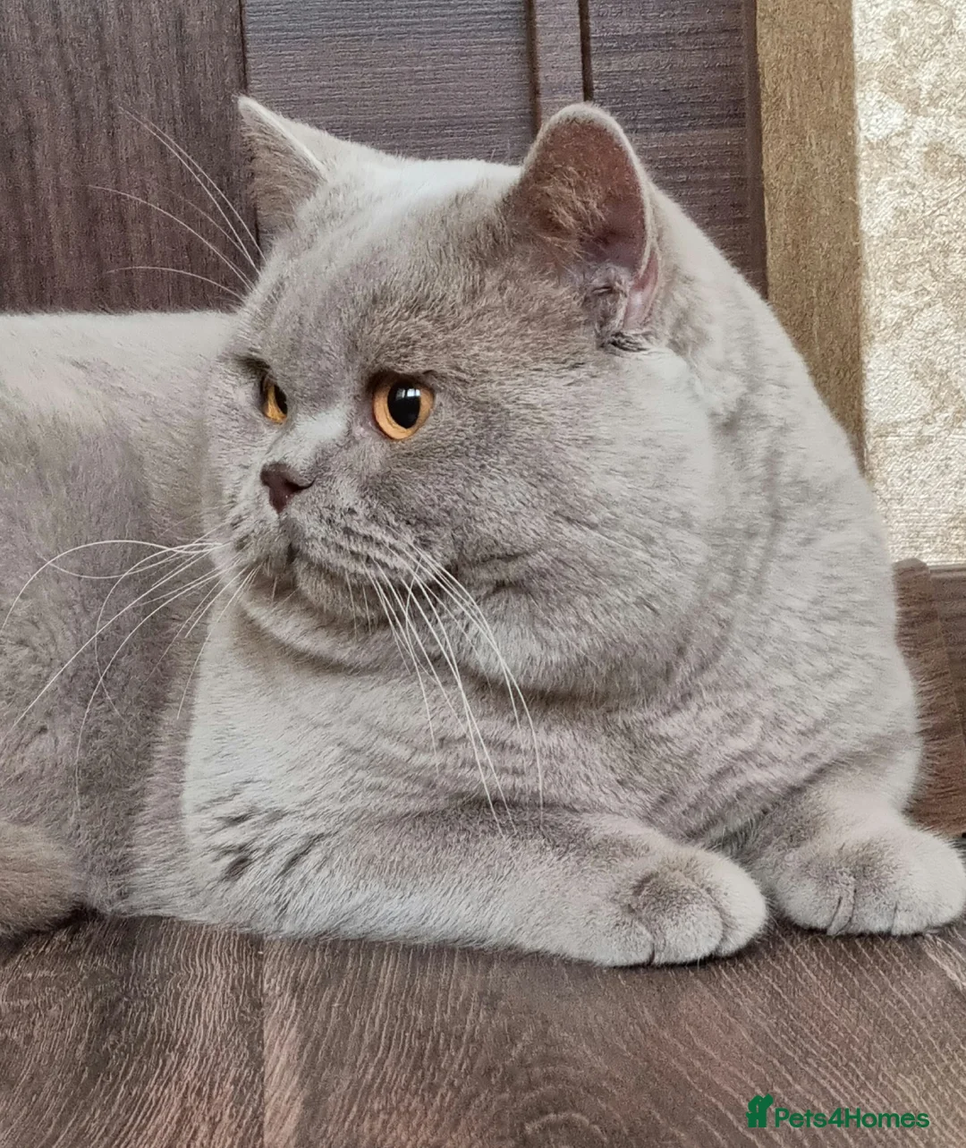 British Shorthair cats for stud: GCCF Reg. Stunning BSH Lilac Stud 🐈 in Derby - Advert 3