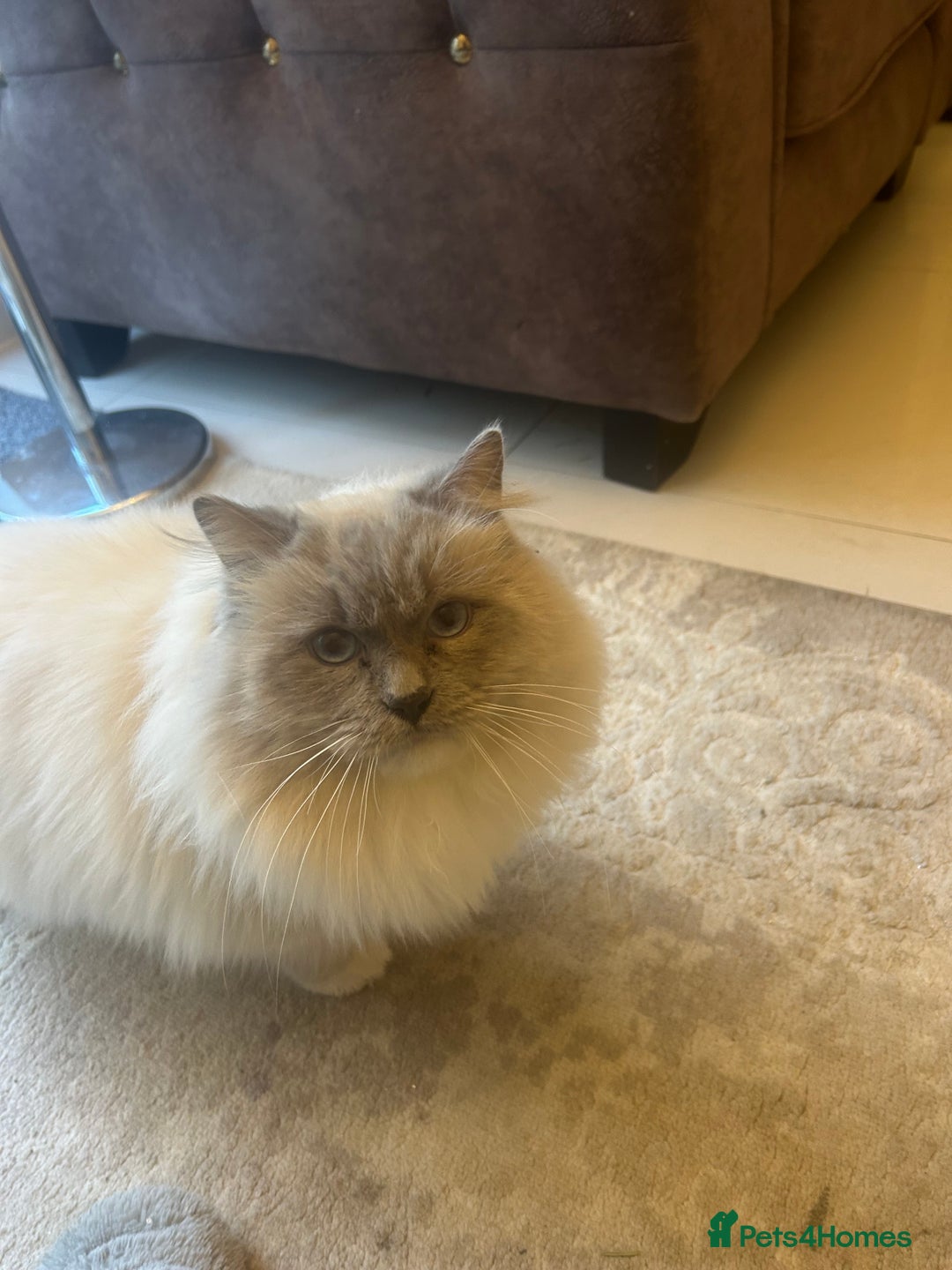 Ragdoll cats for sale: Male Ragdoll Nearly 2 years old - Advert 1