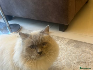 Ragdoll cats Male Ragdoll Nearly 2 years old - Advert 1