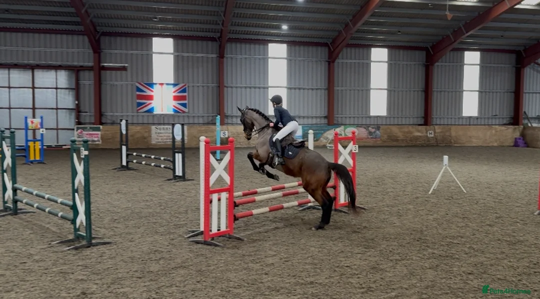 Irish Thoroughbred horses for sale: 10 yr old school mistress  - Advert 5