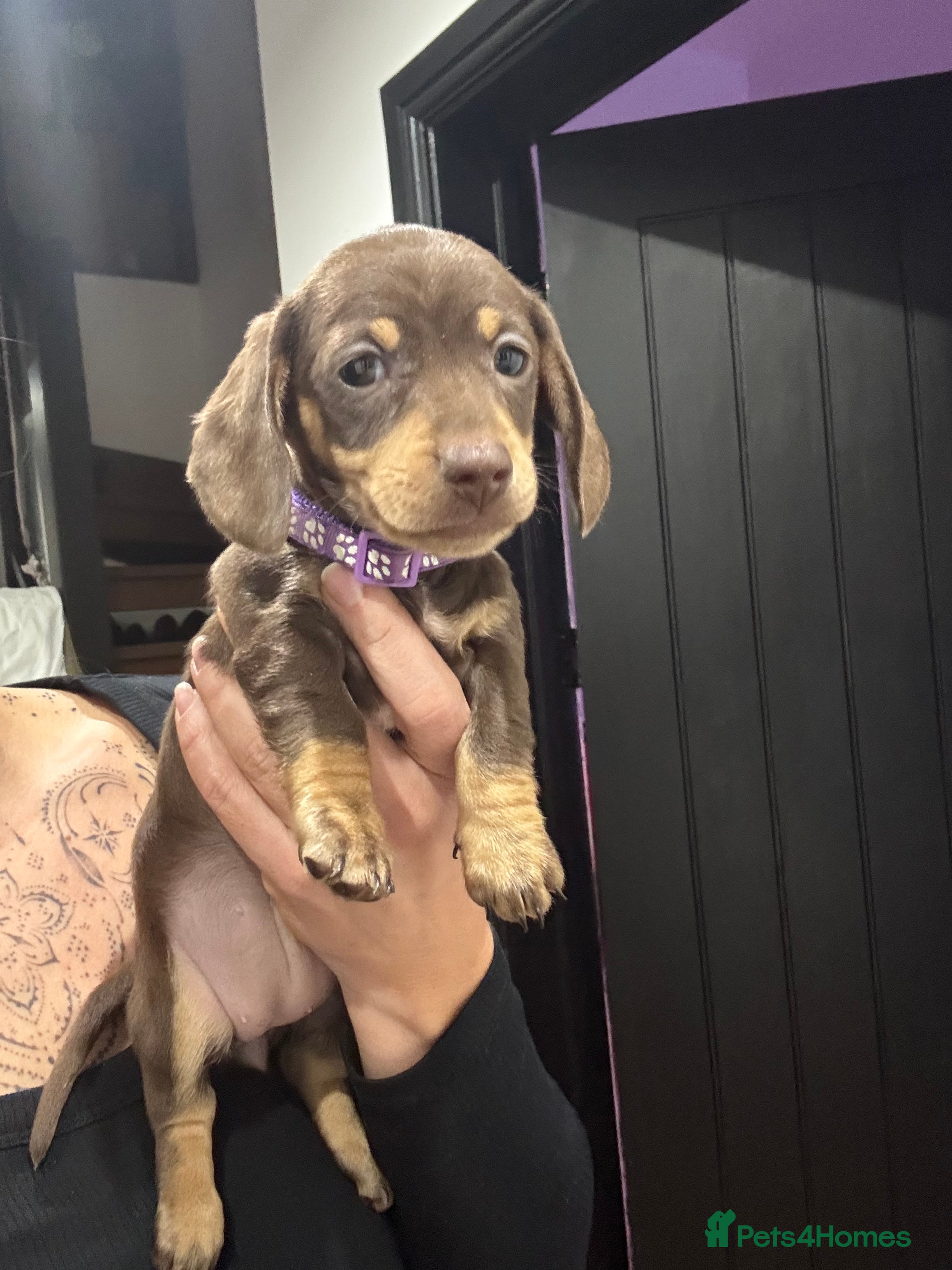 Miniature Dachshund dogs READY TO LEAVE LAST GIRL Mini dachshund puppies - Advert 15