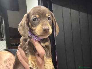 Miniature Dachshund dogs READY TO LEAVE LAST GIRL Mini dachshund puppies - Advert 15