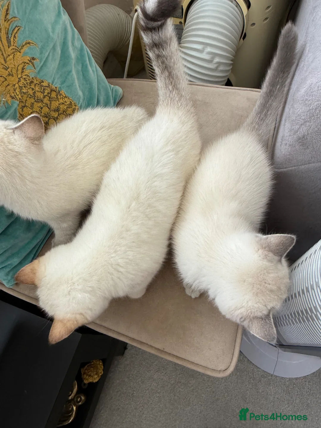 Ragdoll cats for sale: 5 British short hair kittens - Advert 15