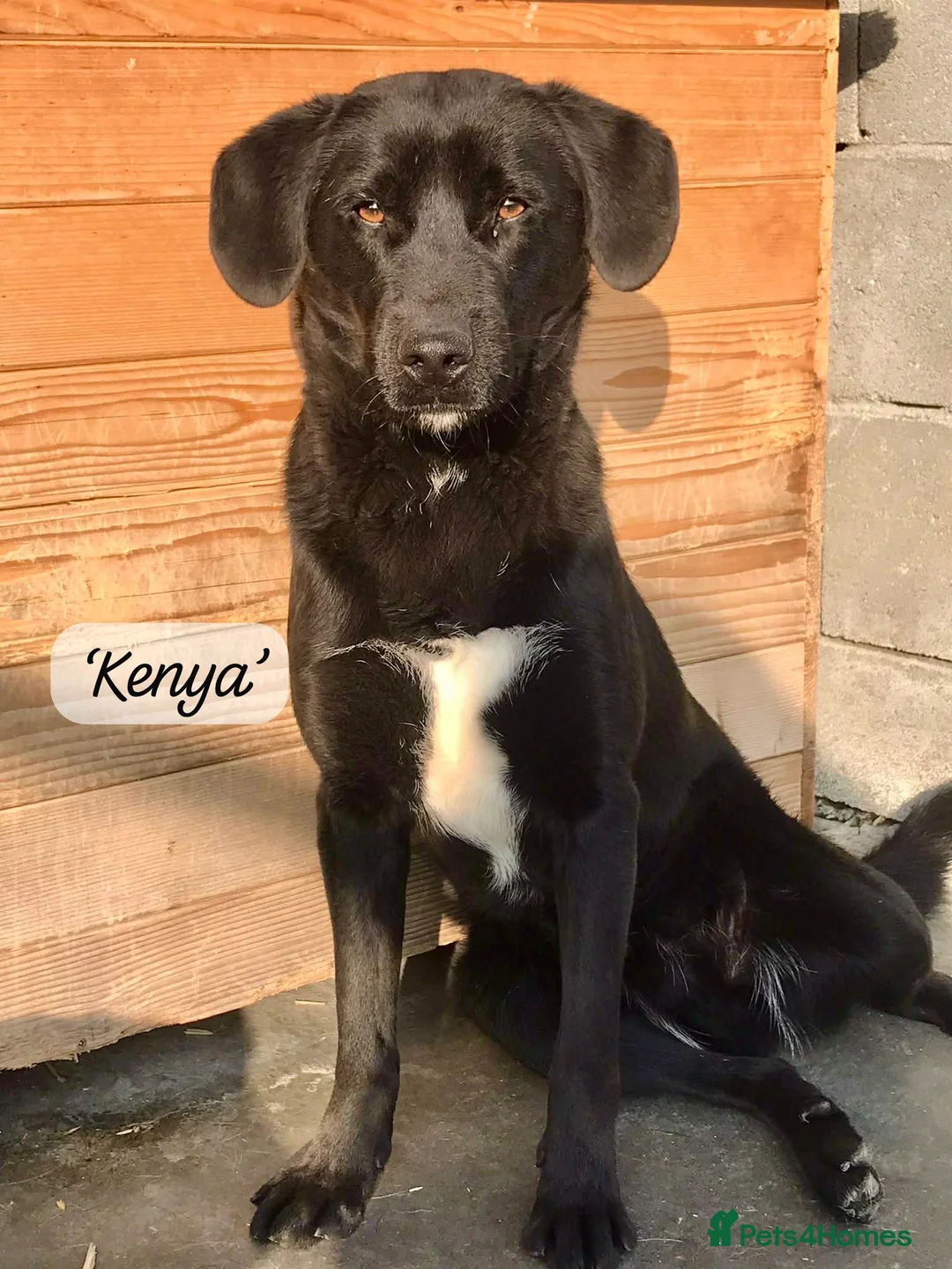 Mixed Breed dogs for adoption: Kenya, 1 yr approx. Reserved STC. - Advert 1
