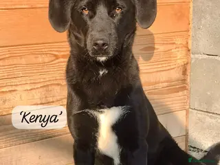 Mixed Breed dogs Kenya, 1 yr approx. Available for adoption. - Advert 6