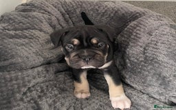 Mixed Breed dogs for sale: English bulldog French bulldog mix  - Image 13