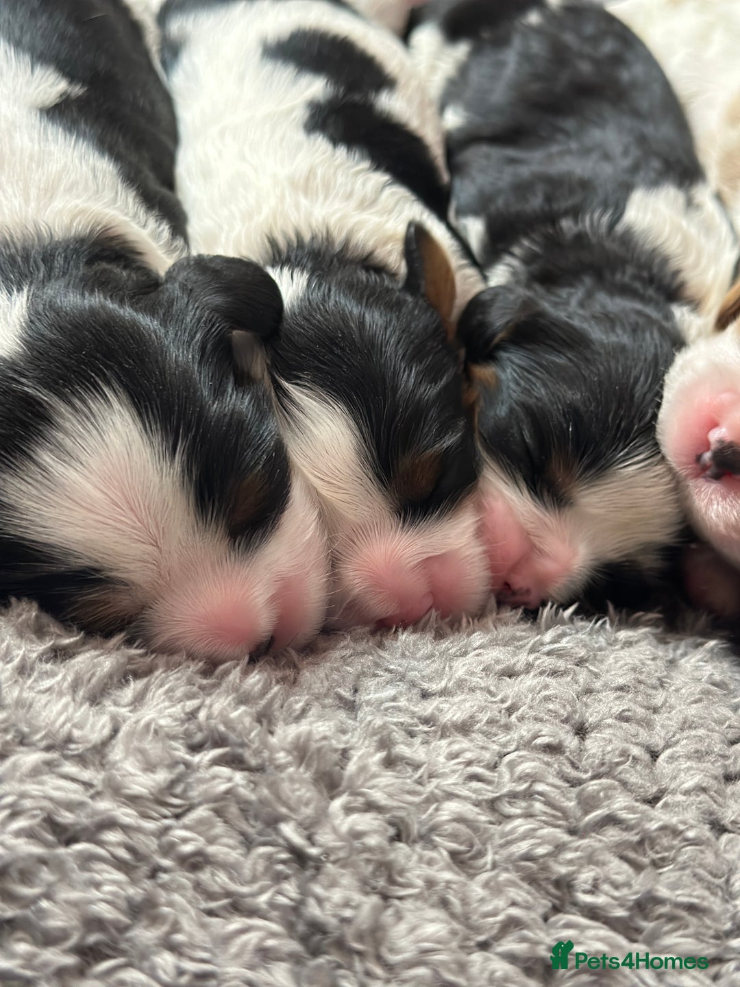 Cavalier King Charles Spaniel dogs for sale: Beautiful Cavalier King Charles Puppies. - Advert 3