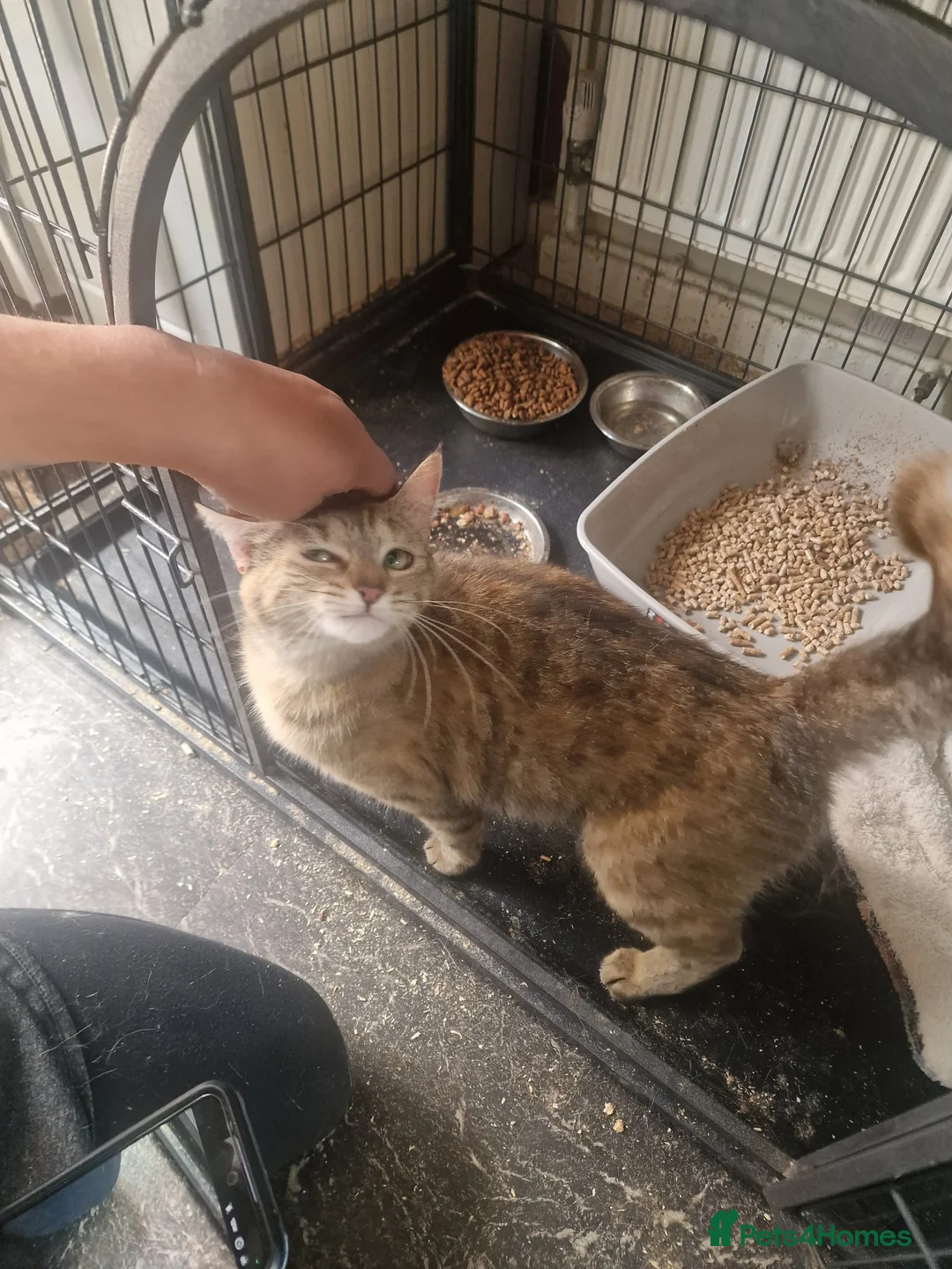 Mixed Breed cats for sale: Lovely girl - Advert 1