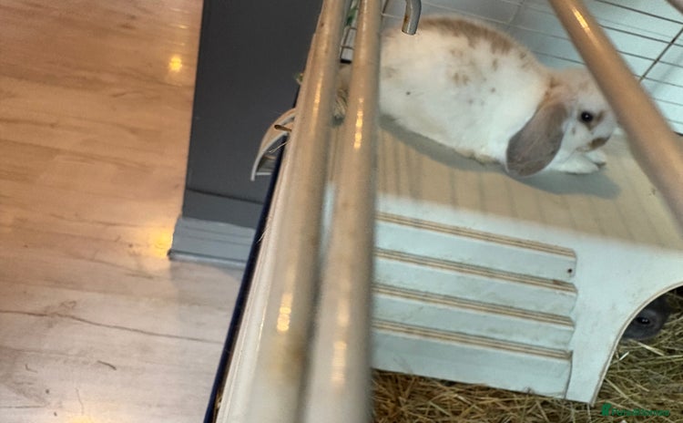 Mini Lop rabbits - Advert 9