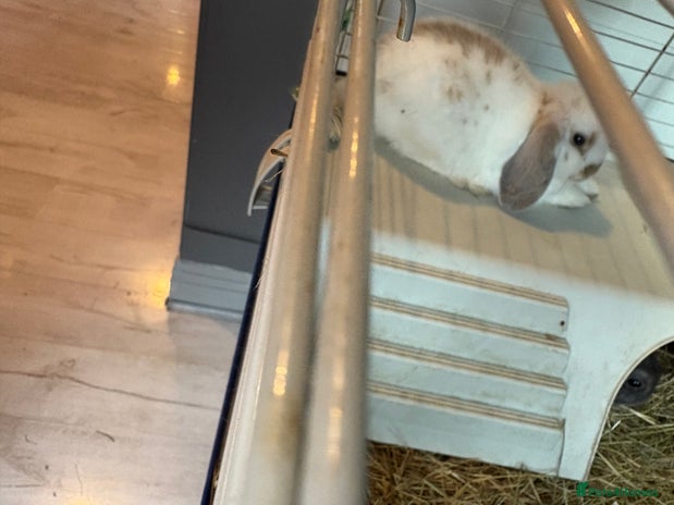 Mini Lop rabbits - Advert 5