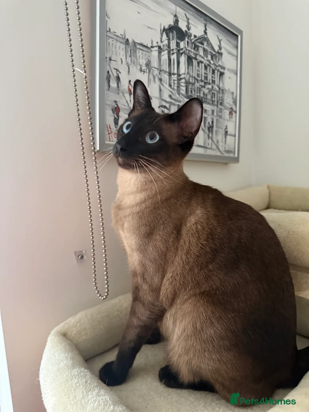 Siamese cats for sale: 3 adorable Siamese kittens 😻 - Advert 1