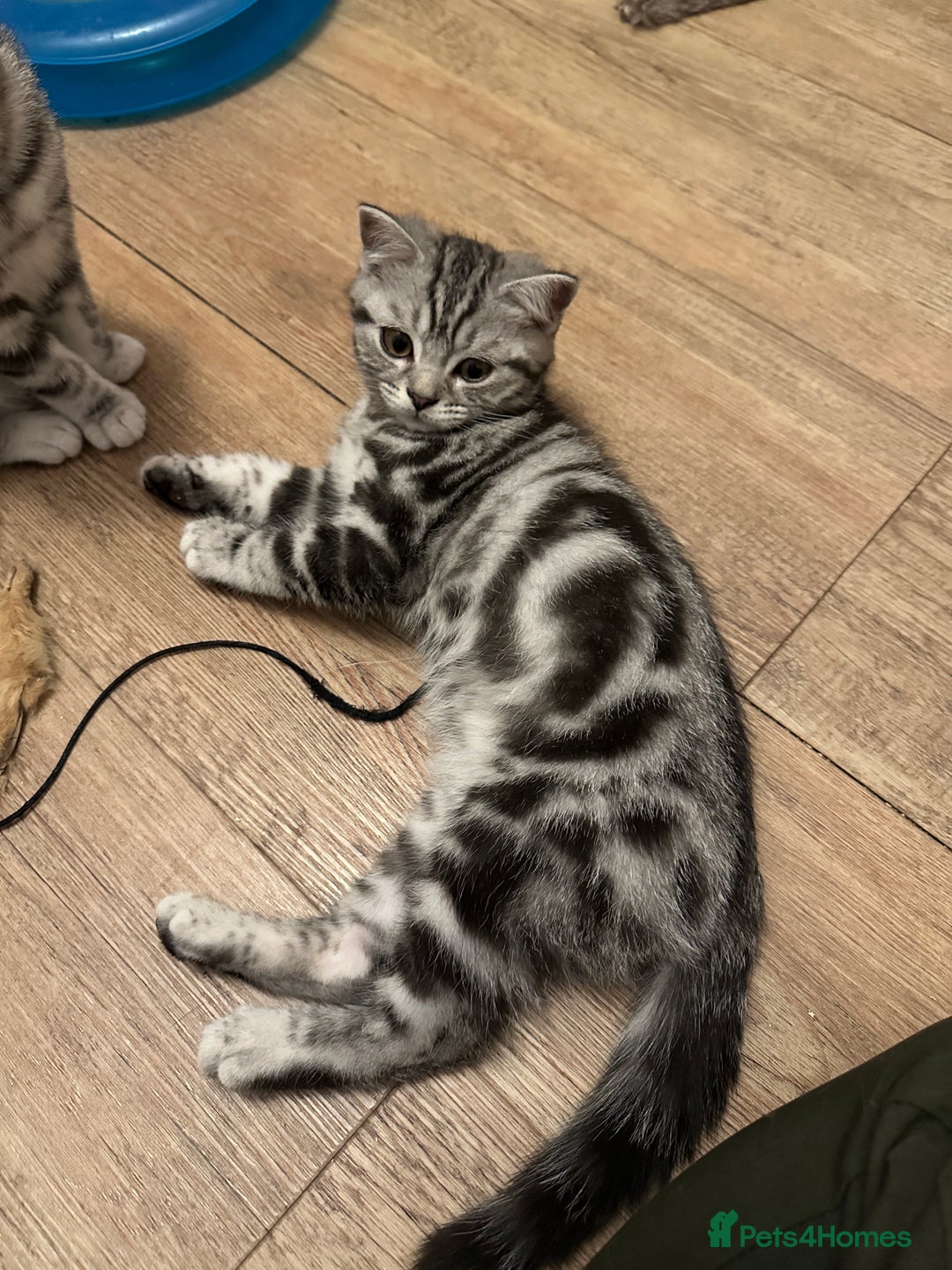 British Shorthair cats for sale: Silver Tabby BSH GCCF registered Kittens - Image 7