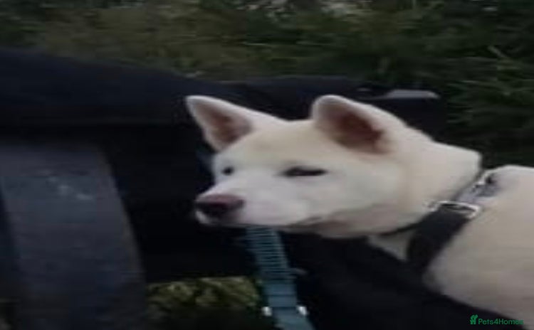 Akita dogs - Advert 1