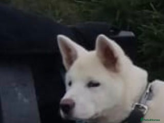 Akita dogs Beautiful male American akita - Advert 7