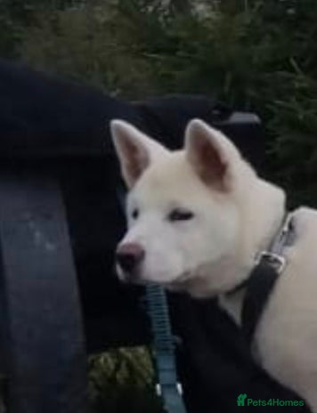 Akita dogs - Advert 1