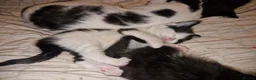 British Shorthair cats for sale: Super friendly kittens. Used to dogs and children  in Leighton Buzzard - Advert 3