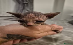 Sphynx cats for sale: 4 Female Sphynx Kittens - Advert 8