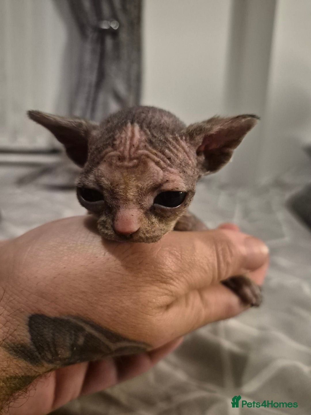 Sphynx cats for sale: 4 Female Sphynx Kittens - Advert 8