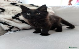 Mixed Breed cats for sale: Kittens 11 weeks - Image 3